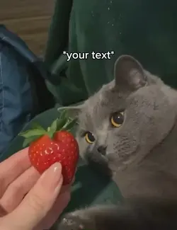 Sad cats