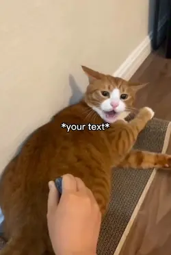 Cat knife meme