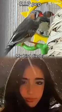 My bird died