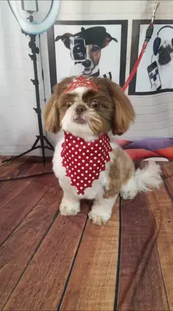 Cachorro no Pet Shop