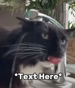 Cat in sink meme 