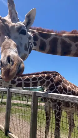 Giraffe 🦒