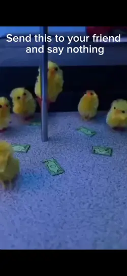exotic chicken