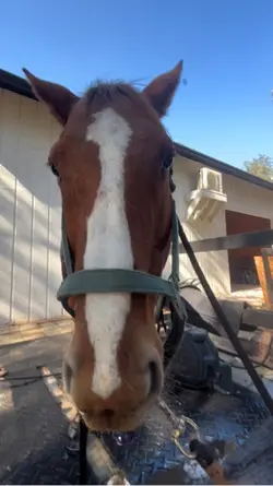 Chester is so cute😍🥰