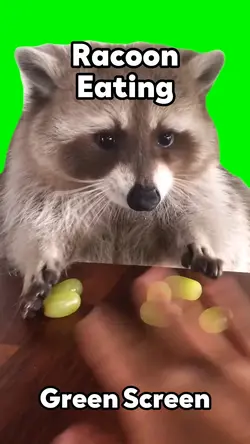 Racoon Eating 