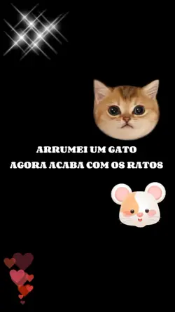 meu gato 