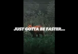 Cute fox edit!