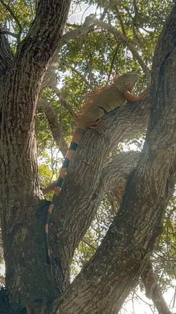 Iguanas 