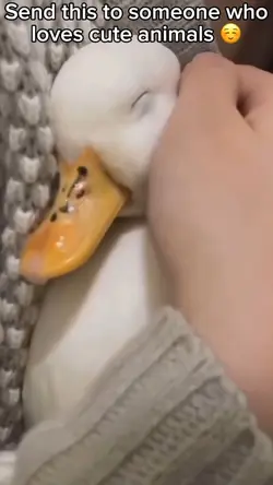 Duck Cooked 