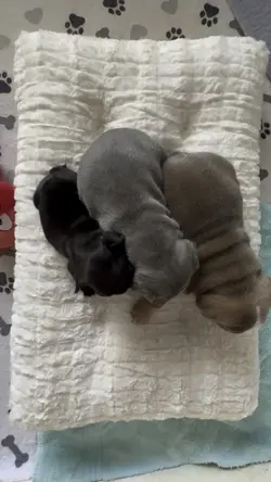 Bulldog puppies 