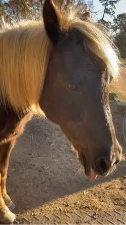 Tango💗💗