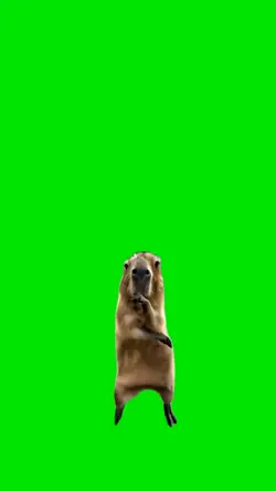 Capybara Dancing 