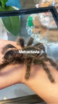 Spider 