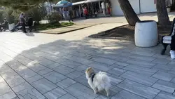 Давид Маркович 