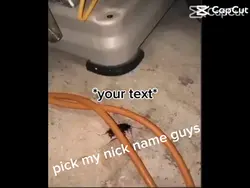 cockroach