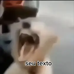 meme cachorro