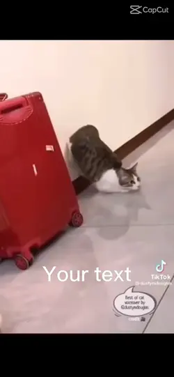 Cat memes 😝🐈