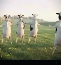 Funny cows dancing