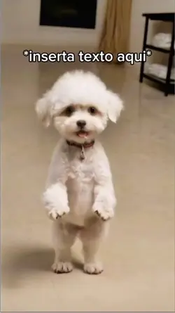 Perro Bailando 