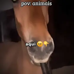 animais: