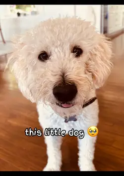 Cute Dog 🥹