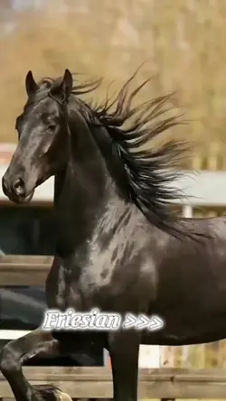 friesian edit