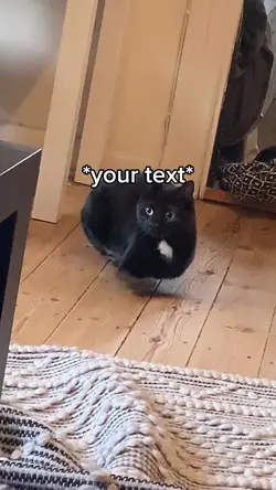 🐈⬛🐟