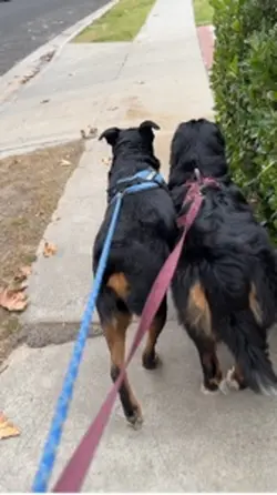 Dog walk - pow! 