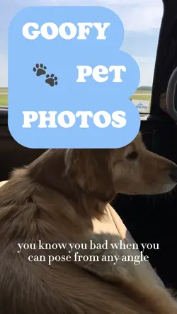 Goofy Pet Photos