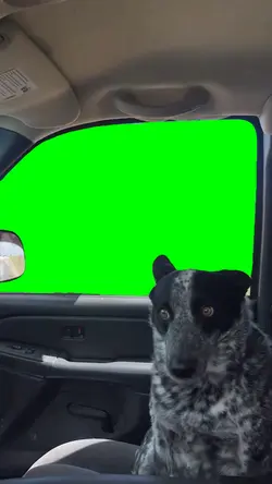 Dog Sideye 
