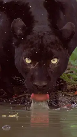 Beast gaze