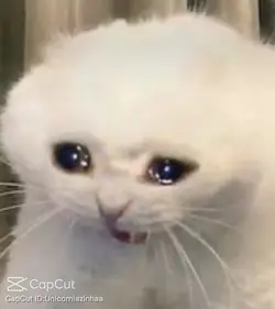 Meow meow meow meow