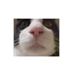 NAT