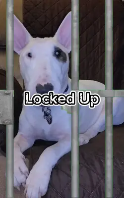 Locked Up