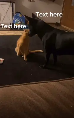 Cat vs dog meme 