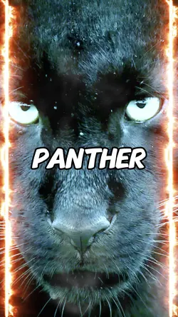 Panther