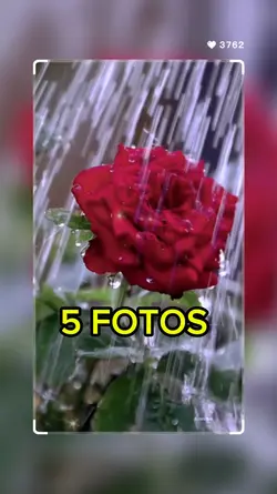 #5 FOTOS 