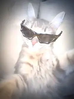 Cat Rizz 👌🏼