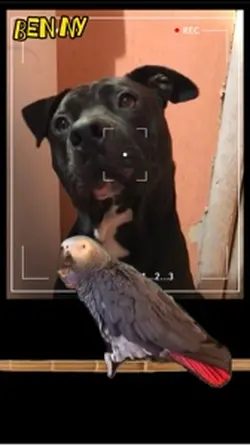 Bird dog