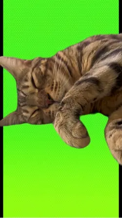 Greenscreen cat 