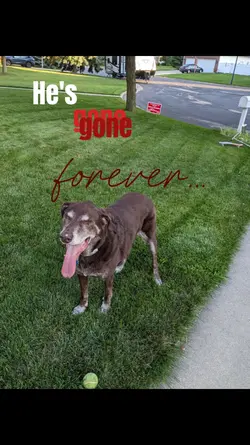 Rip doggo