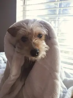 Dog edit
