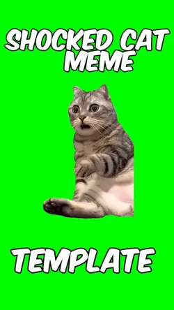 Shocked cat meme 