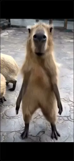 Cabybara