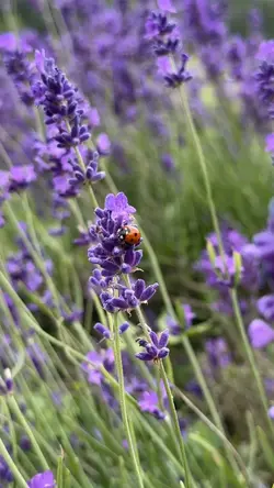 Lavender summer