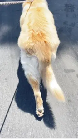 Walk through