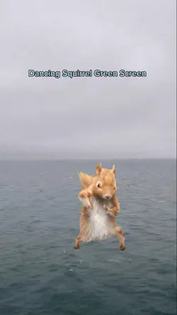 Dancing Squirrel 