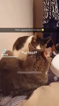 Funny cats