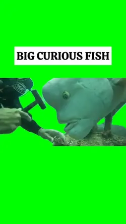 BIG CURIOUS FISH