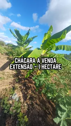 Animação de Texto